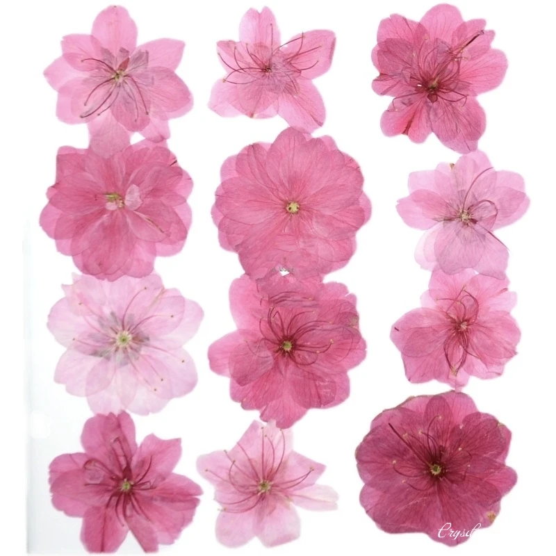60pcs Mixed Pressed Dried Flower Natural Cherry Blossoms Herbarium
