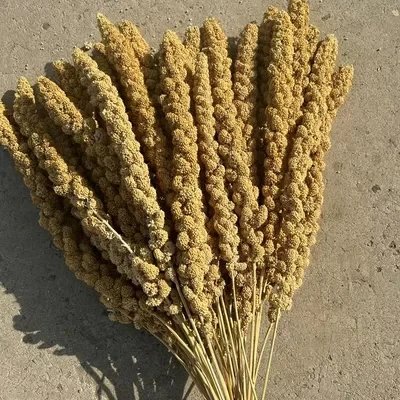 Grain ear parrot yellow millet wheat ear natural shell millet parrot amuse hamster stick 500g