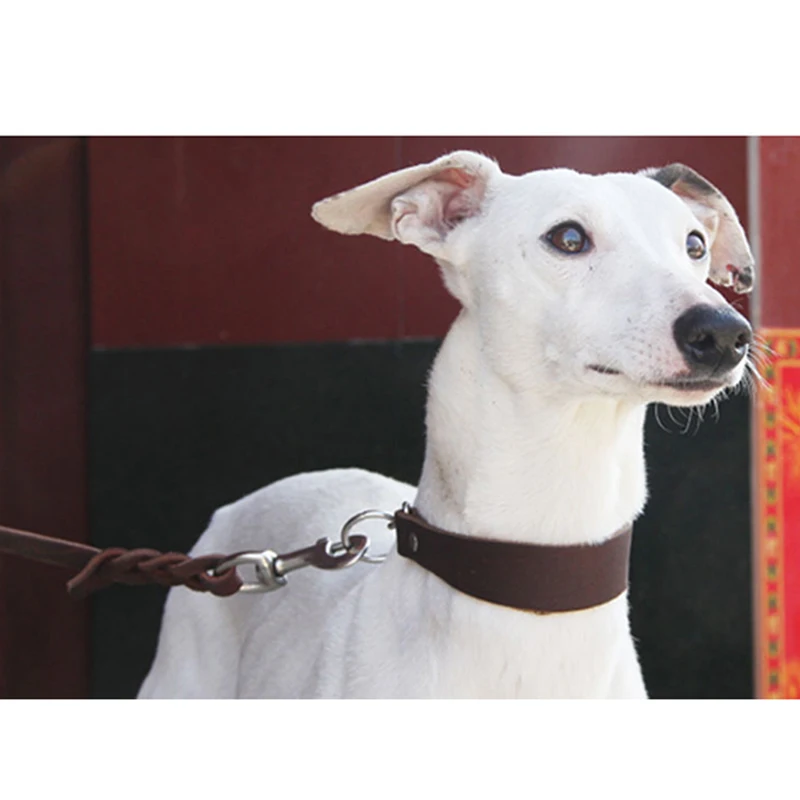 Pet Collar Leather Necklace Durable Portable Widen for Greyhound Whippet