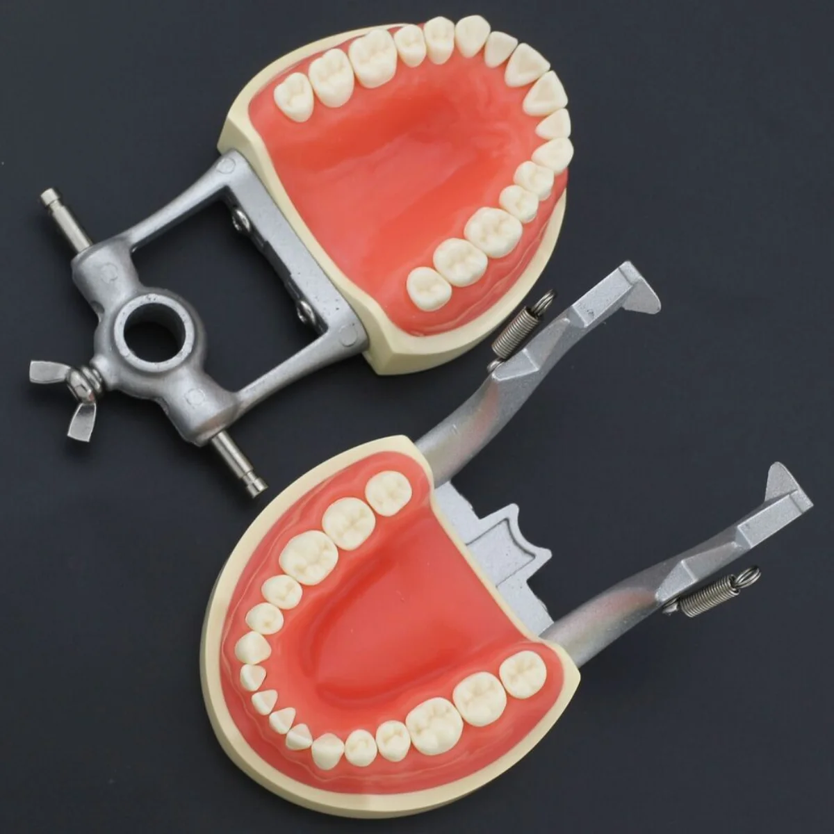 Kilgore Nissin 200 Type Dental Practice Typodont Model Removable