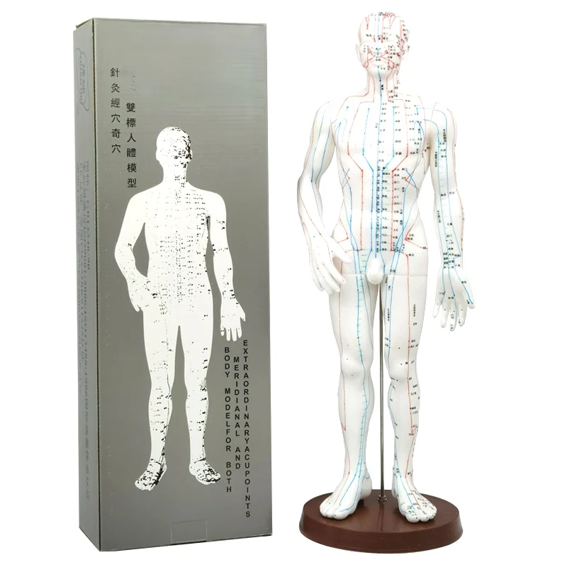 AcupunctureModel50cmMalefemalewithBaseHumanacupuncture