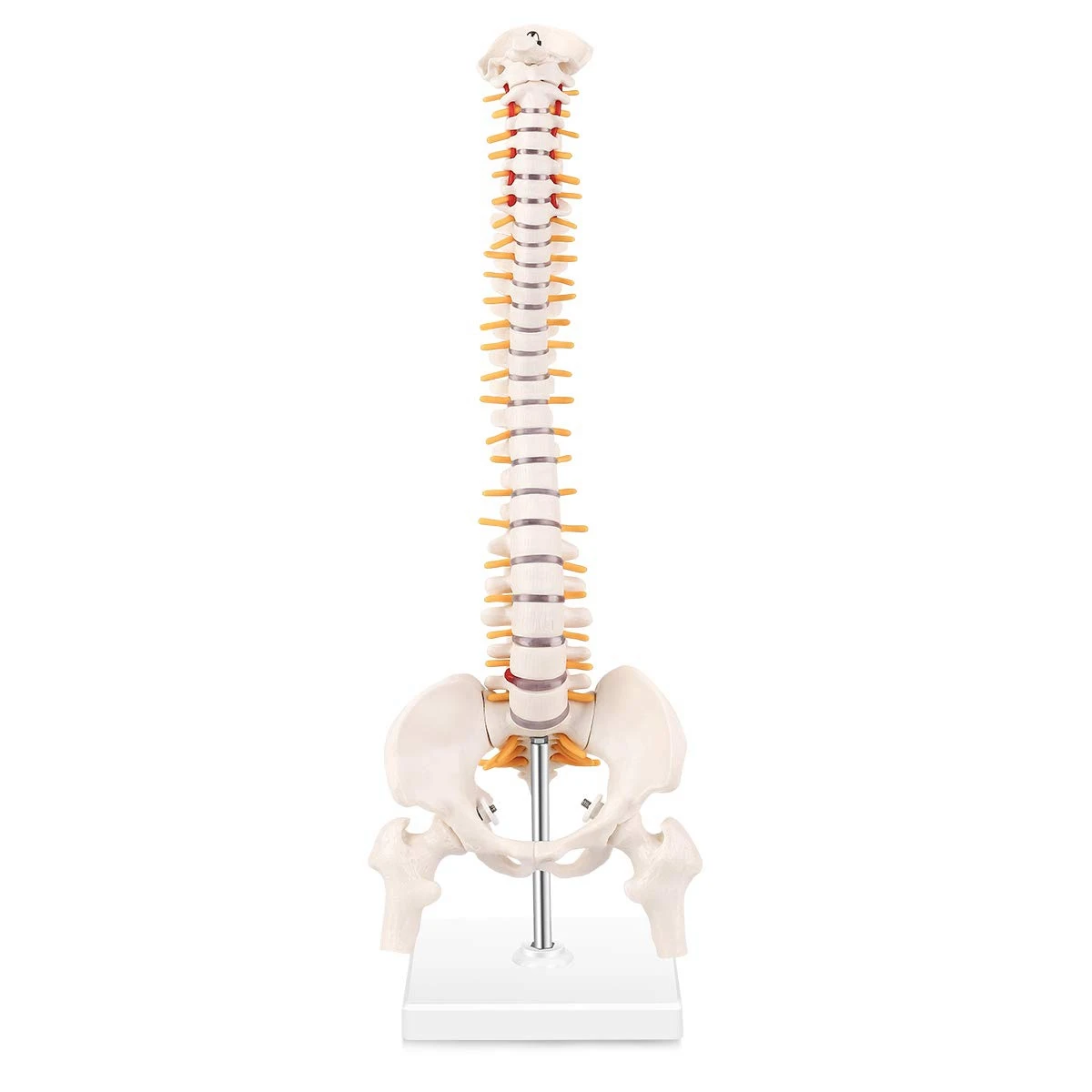 미니어처 척추 해부학 모델, 15.5 인치 미니 척추 기둥 모델, 척추 신경, 골반, 허벅지, 베이스에 장착