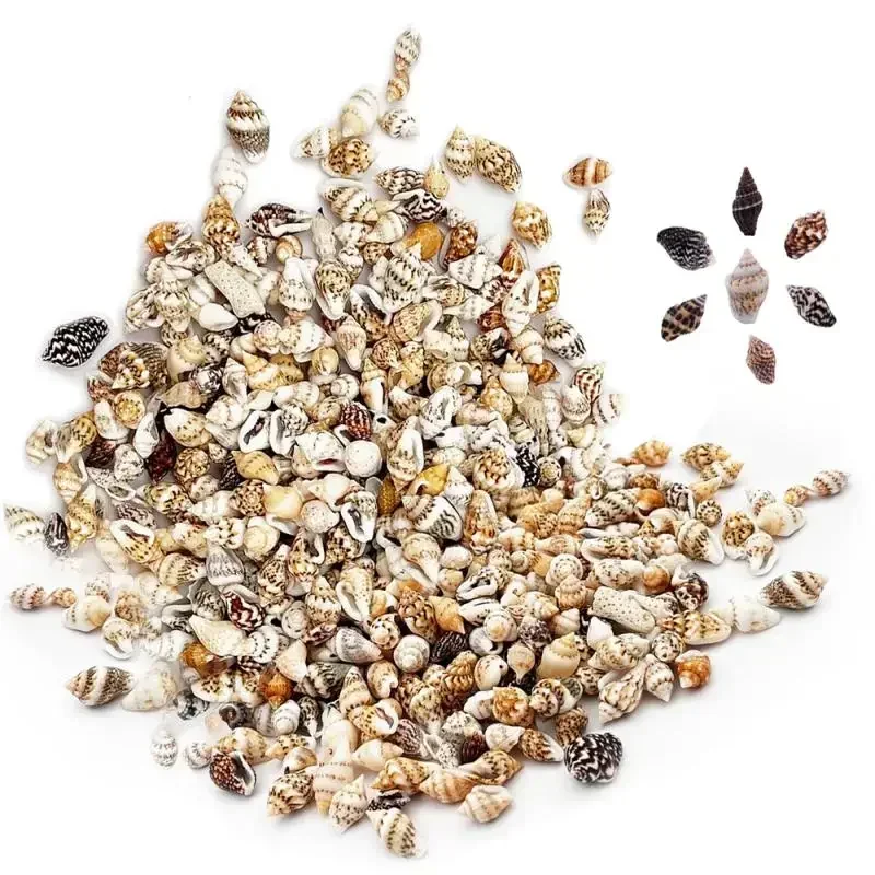 Natural Shell Ornaments 1/50/100pcs Gram Mix Natural Sea Shells Conch Coquillage Beach Decor Craft Marine Style Fish Tank Seashells Conch Embellishment