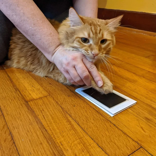 Non-Contact Paw Printing Table 5