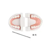 Adult Typodont Demonstration Denture Model Standard Teeth Model Dentistry Lab Material for Teaching Learning Clinic Instrument 2