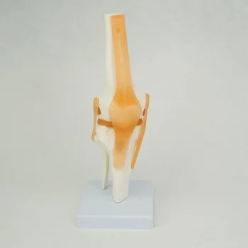 Life-Size Knee Joint Model 1