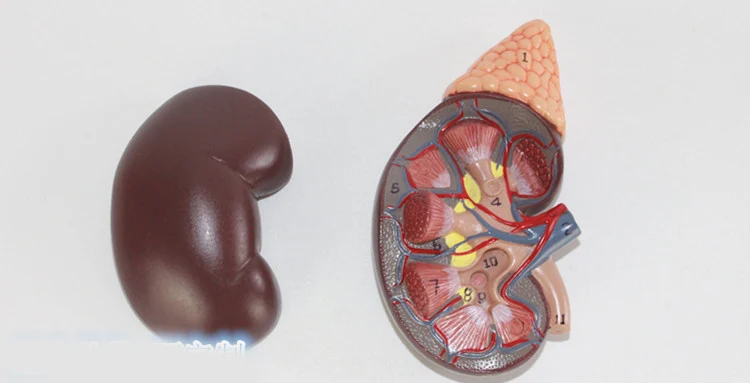Kidney model with adrenal gland naturally large kidney urinary system structure model 3