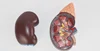 Kidney model with adrenal gland naturally large kidney urinary system structure model 3