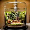 Micro Landscape Glass Bottles With Dew Collection Cover Glass Vase Landscaping Succulent Moss Bansai Landscape Glass Terrarium 1