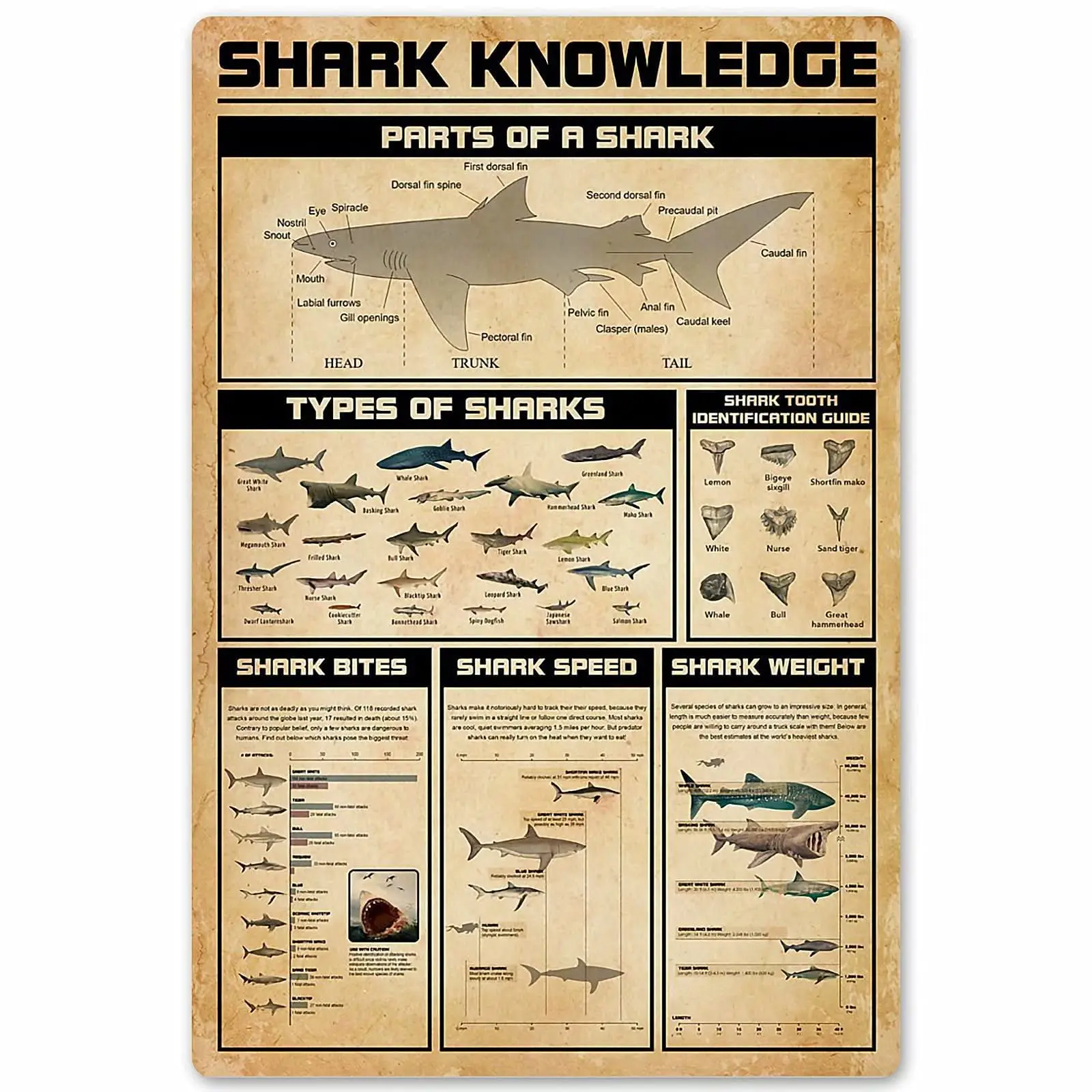 

Veidsuh Shark Knowledge 1 Vintage Poster Metal Tin Signs Iron Painting Plaque Wall Decor Bar Club Novelty Bathroom Kitchen Toile