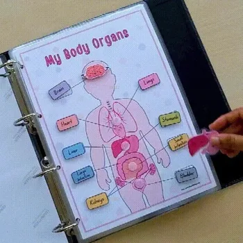 Human Anatomy Busy Book 1