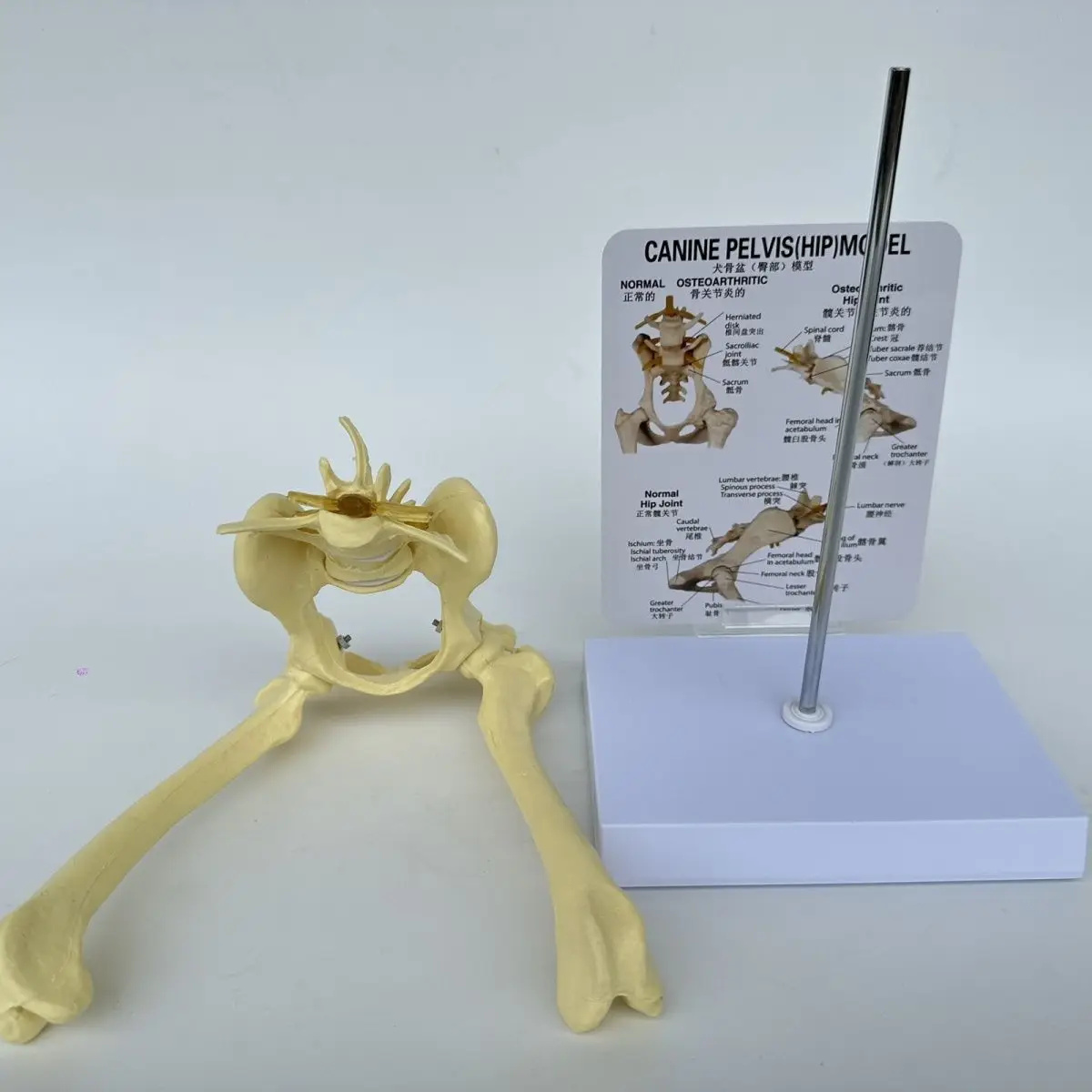 Dog hip elbow knee joint skeleton model, canine skeleton toy, animal bone anatomy, veterinary demonstration, pet hospital use
