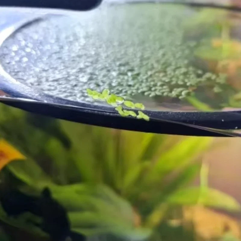 5PCS Aquarium Floating Plant Rings Fish Feeding Rings Floating Grass Blocking for Fish Tank Aquarium Pond Accessories
