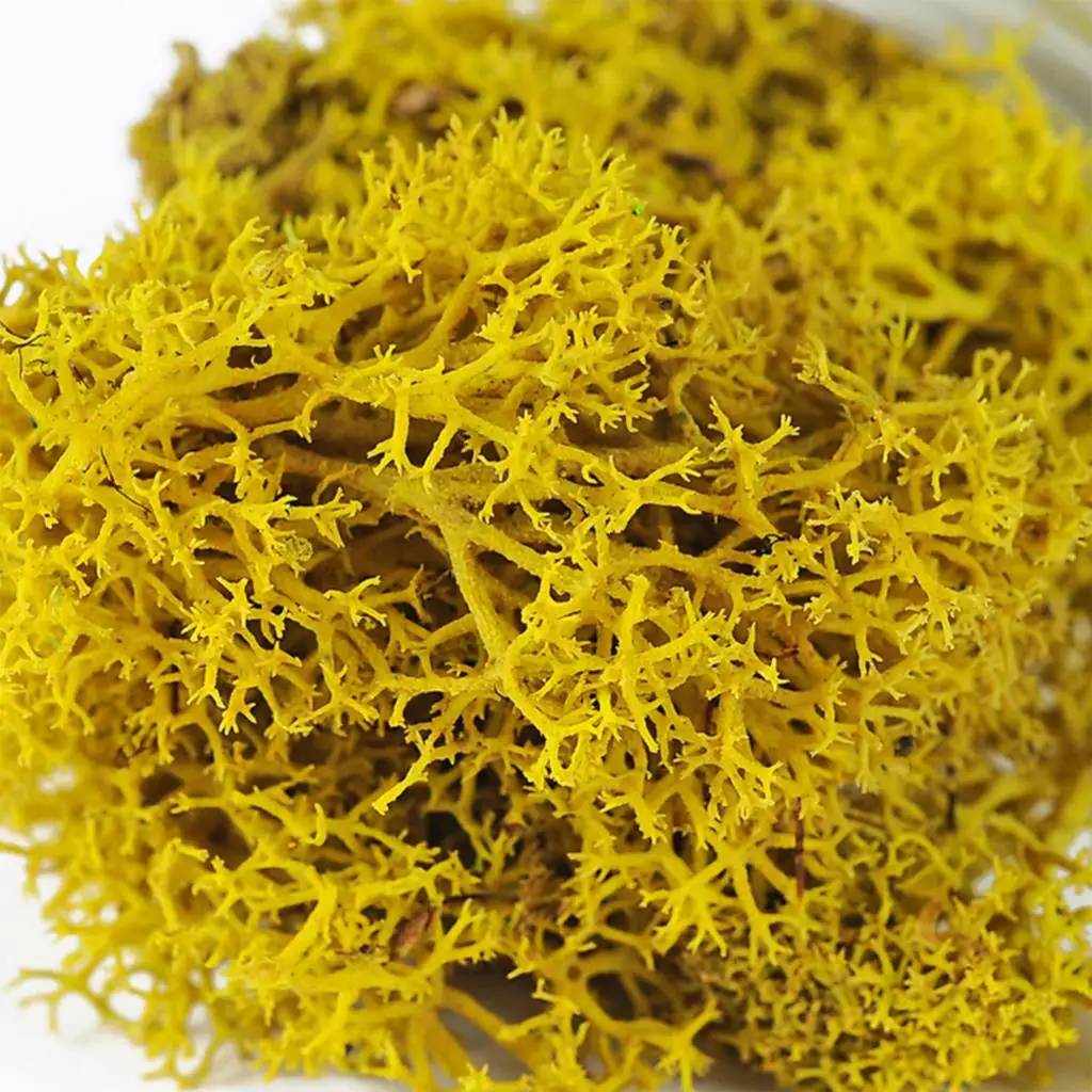 20g/200g natürliche grün gefärbte Moos Simulations pflanzen ewiges Leben Moos Garten Wohnkultur Wand Mini Garten Mikro Landschaft acce – Detail 5