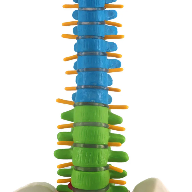 Anatomical Models Human Spine With Pelvic Anatomy Model 45cm Medical Science Teaching Biology Neurosurgery Resources Skeleton