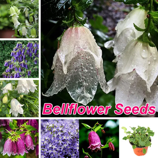 8 Stílusú Színes Liliom A Völgy Növényéből Gyönyörű Díszes Virágok Kerti Dekorációs Növény 20Db