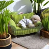 Washable Dog Bed Sofa Kennel Dog Nest Comfortable Plush Puppy Bed Spring Summer Pet Supplies for Small Medium Dogs Cats 3