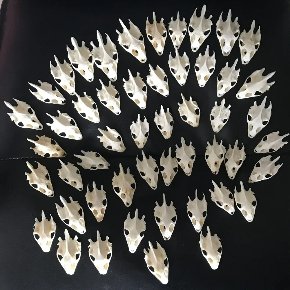 1pcs Pieces of Sea Turtle Skull Crafts Jewelry, Educational Taxidermy Monster Skull Specimen Collection 3