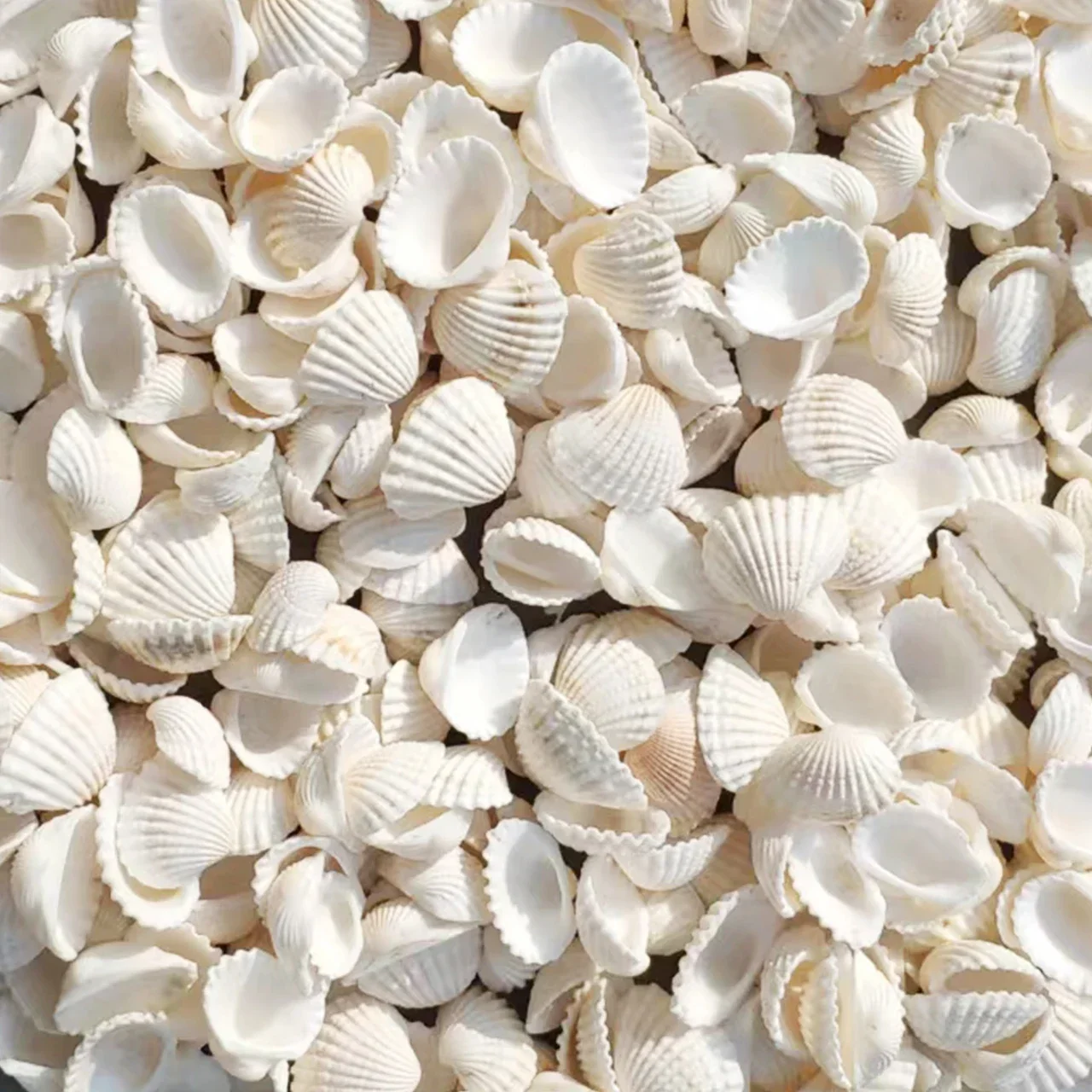 Punch Shell Conch Snow Clam Hair Clam Coconut Shell White Small