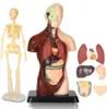 3D Human Body Model Torso Model Educational Assembly Learning DIY Toys Human Anatomy Organ Teaching Tools Early Learning Toys 4