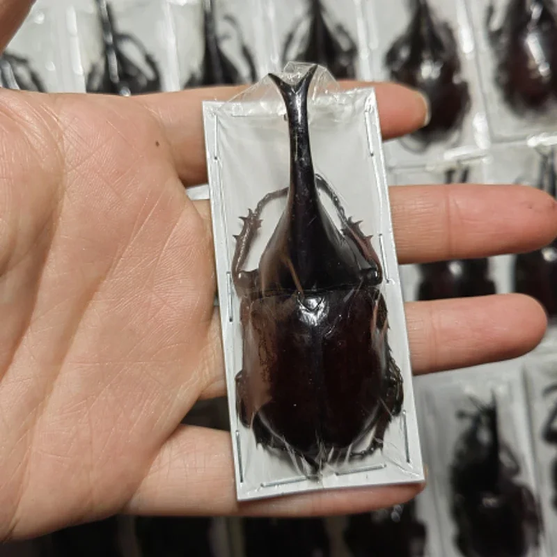 

Rubberwood риноceros, жук, образец подвижных фигурок Apodidius, миниатюрные украшения, искусственное украшение