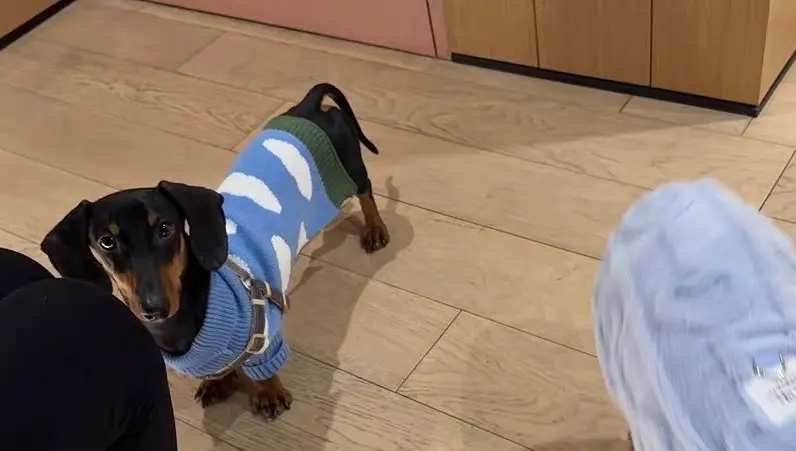 Warm Sweater for Dachshund photo review