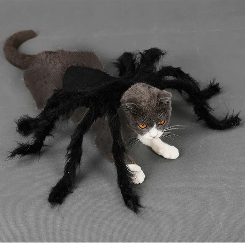 Cat wearing a Black furry spider costume