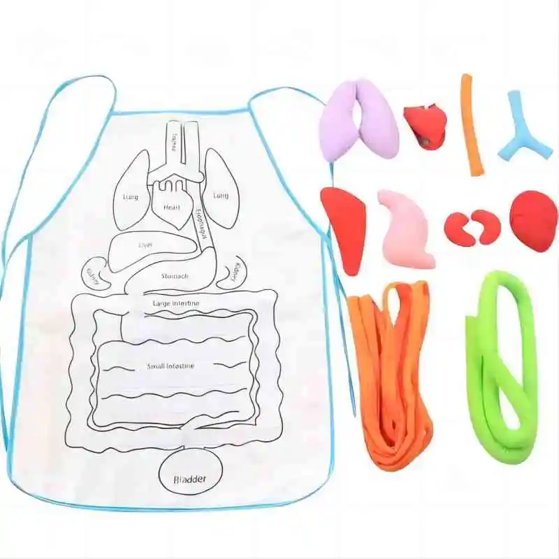 Organ Teaching Apron Anatomy Apron Human Body Educational Home Apron Aids Toys For Children Body Teaching 6