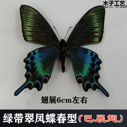 Real Butterfly Specimen Insect Specimen Teaching Specimen DIY Self-sealing Bags Optional Varieties  home accessories 