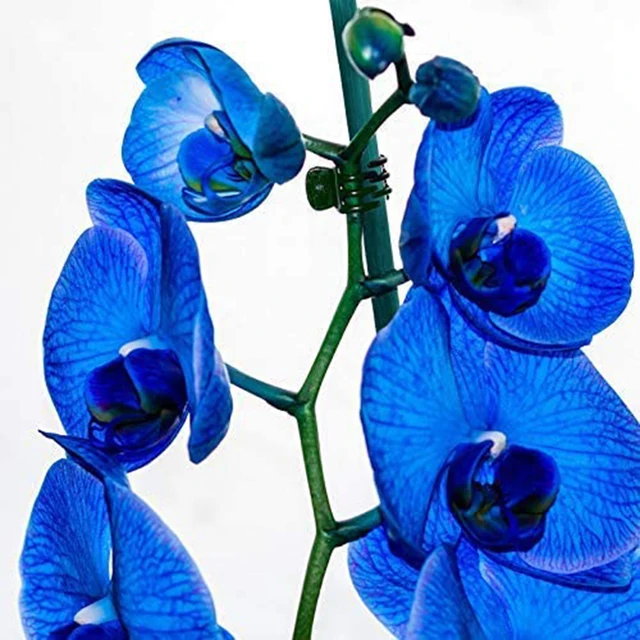 Orchidea Klip Növényi Tartó Klipek 20Db Phalaenopsis Támogatás Műanyag Újrafelhasználható Zöldségek Virágkötéses Bilincs - Image 5