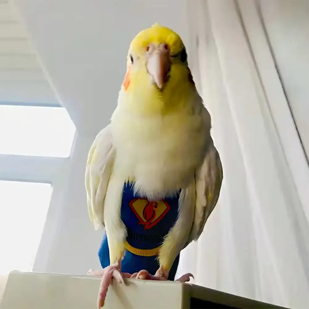 Parrot Diaper Cute Bird Physiological Diaper Cockatiel Pigeons Small Medium Large Pet Birds Flight Suit Clothes Nappy Washable - Image 4