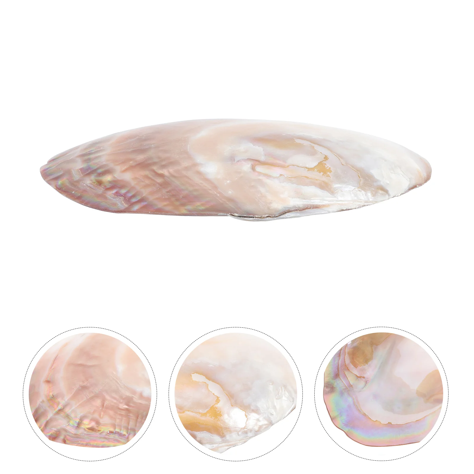 

Home Decor Natural Shell Plate Food Holder Decors Decorate Scraper Board Conch Jewelry Unique Tray