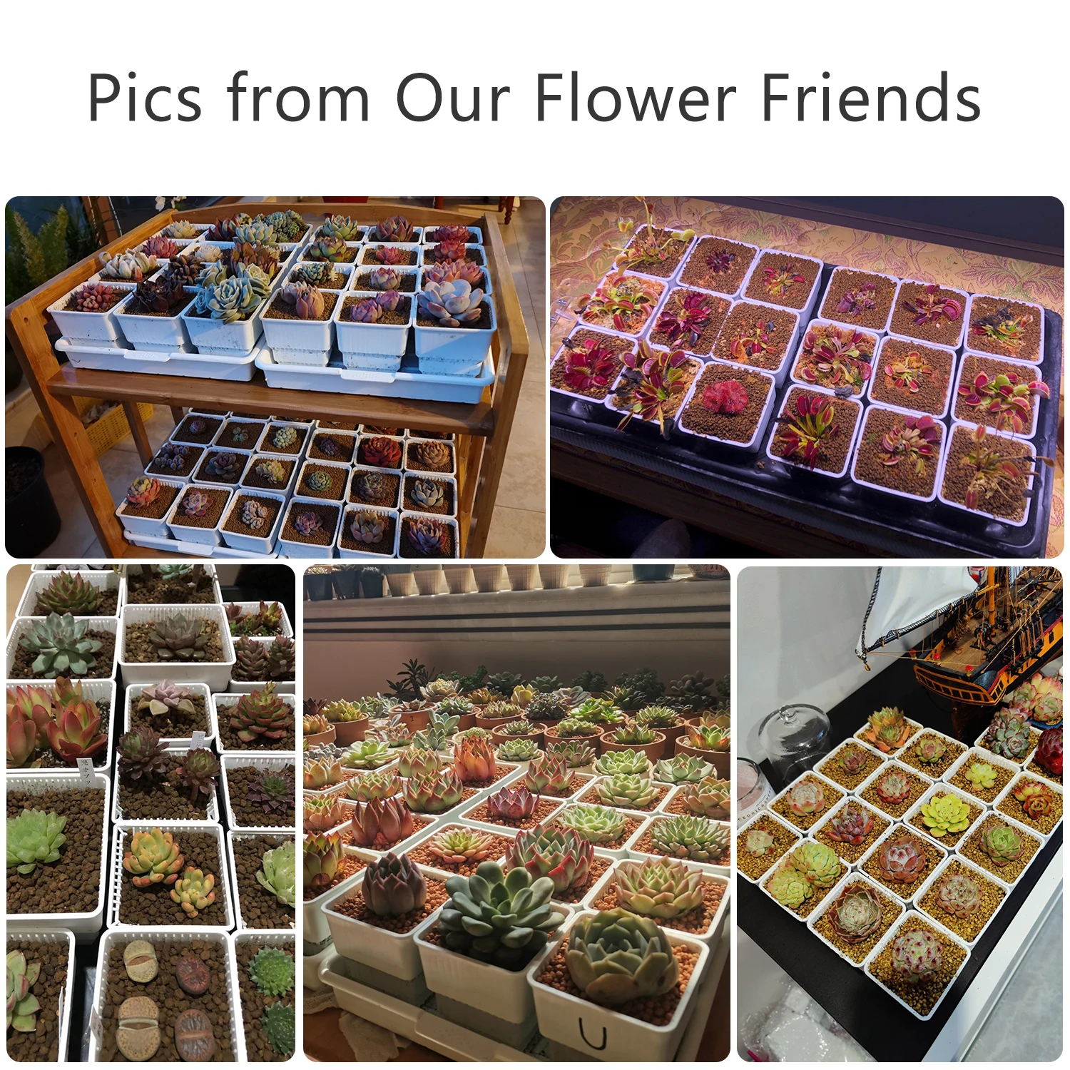 Meshpot Succulent Pot Plastic Flower Pot Cactus Lithops Planter Container Seedlings Nursery Garden Supplies Home Decoration