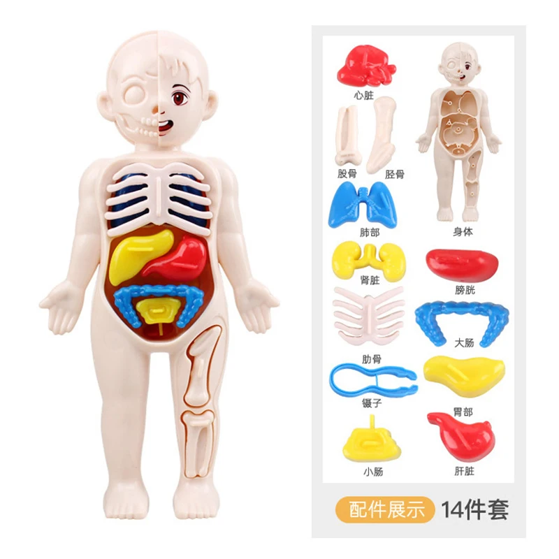 Tanio 14-sztuka zestaw dla dzieci nauka i edukacja ludzkiego ciała