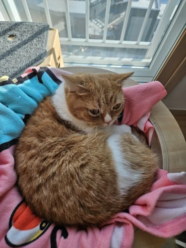 Fuers 5MP WiFi Indoor AI Tracking Security Camera photo review