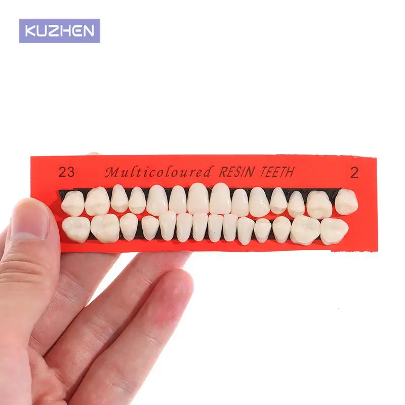 1sets Dental Material Plastic Teeth Teaching Model Dedicated Teeth