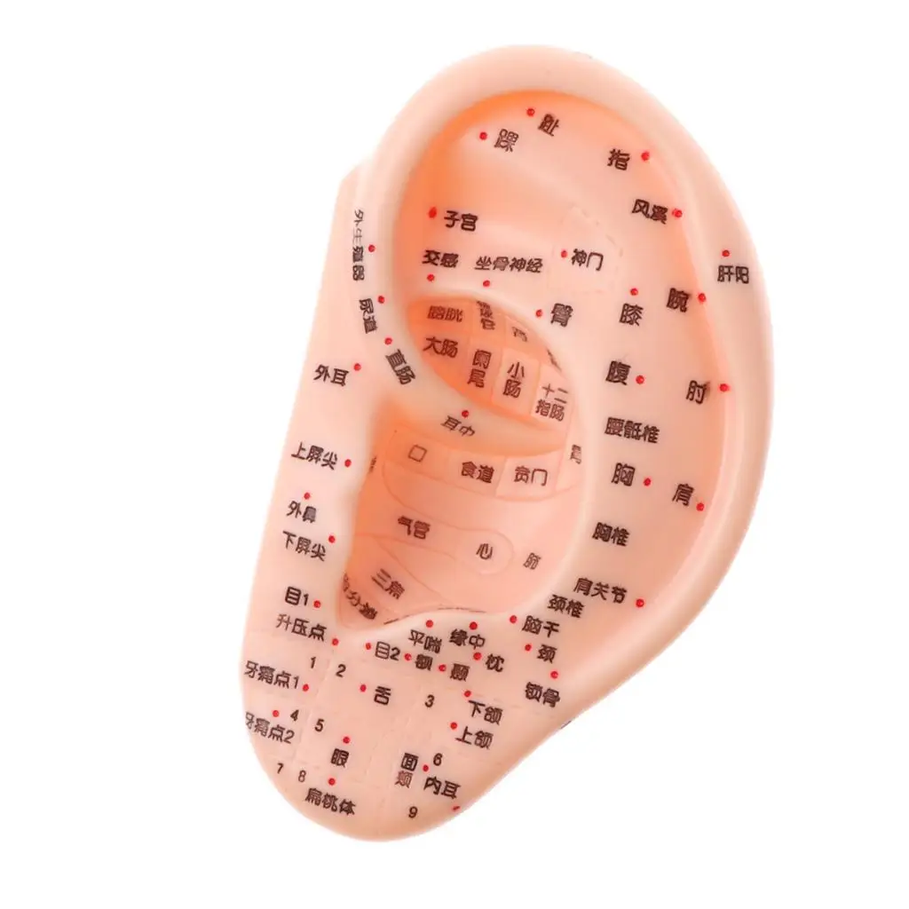 인체 침술 귀 모델, 반사 요법 침술 학교 교육 도구, 실험실 장비, 13cm