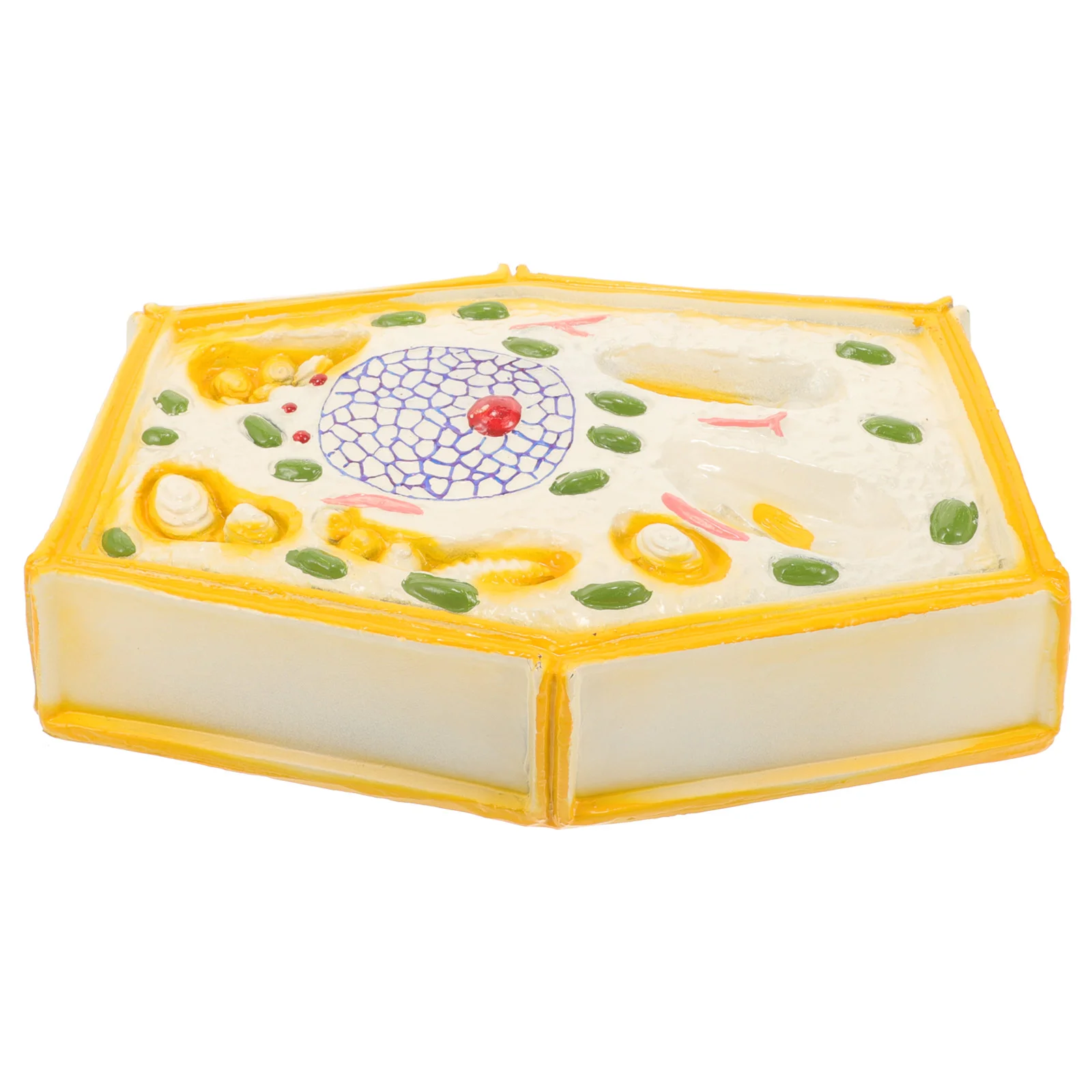 

Reusable Plant Cell Model Props Lifelike Biology Teaching Display Plastic Anatomical Learning