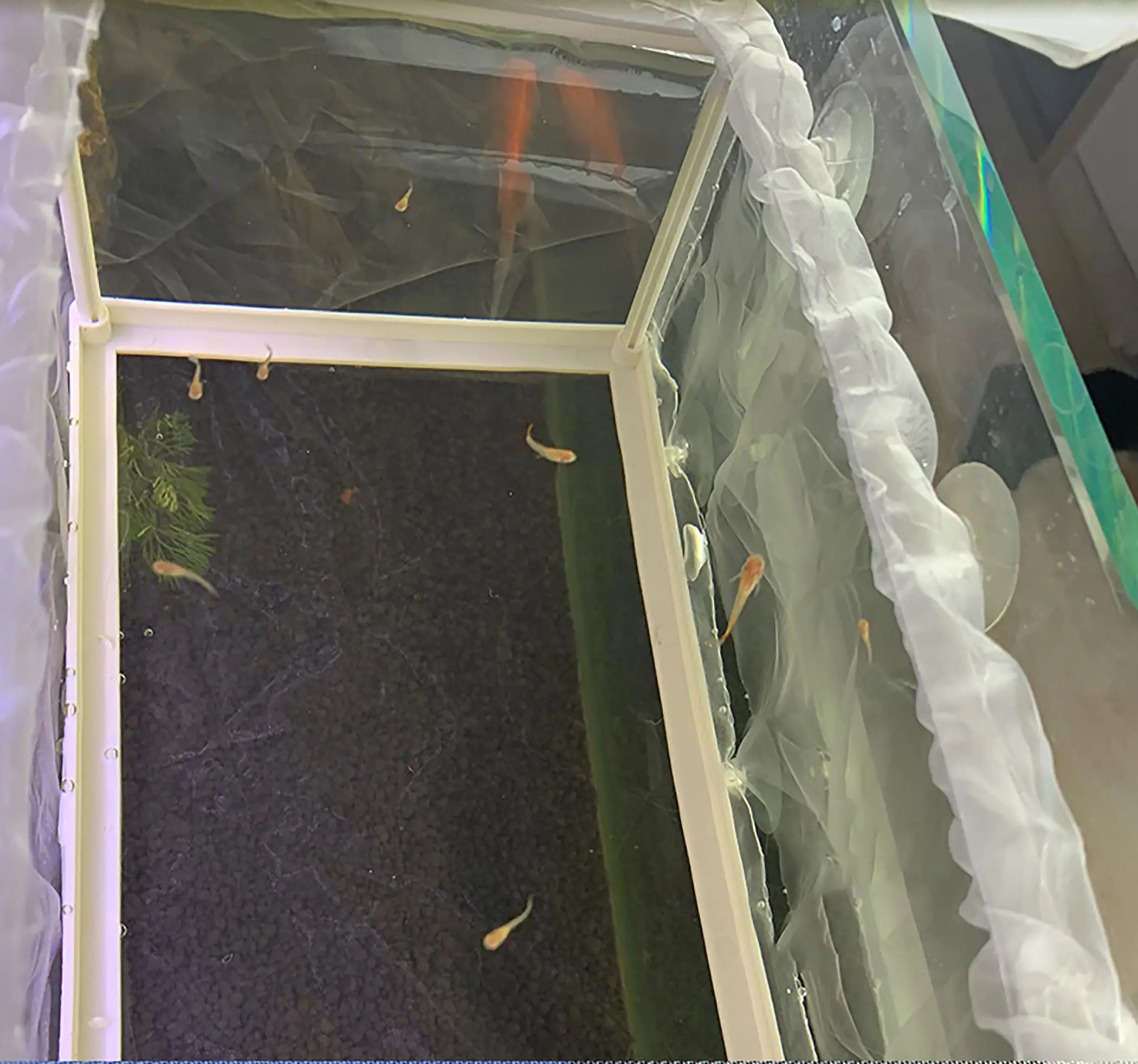 Newborn Tiny Fish Isolation Box with Suction Cup Fish Tank Incubator Aquarium Fry Hatchery Breeder Mesh Net