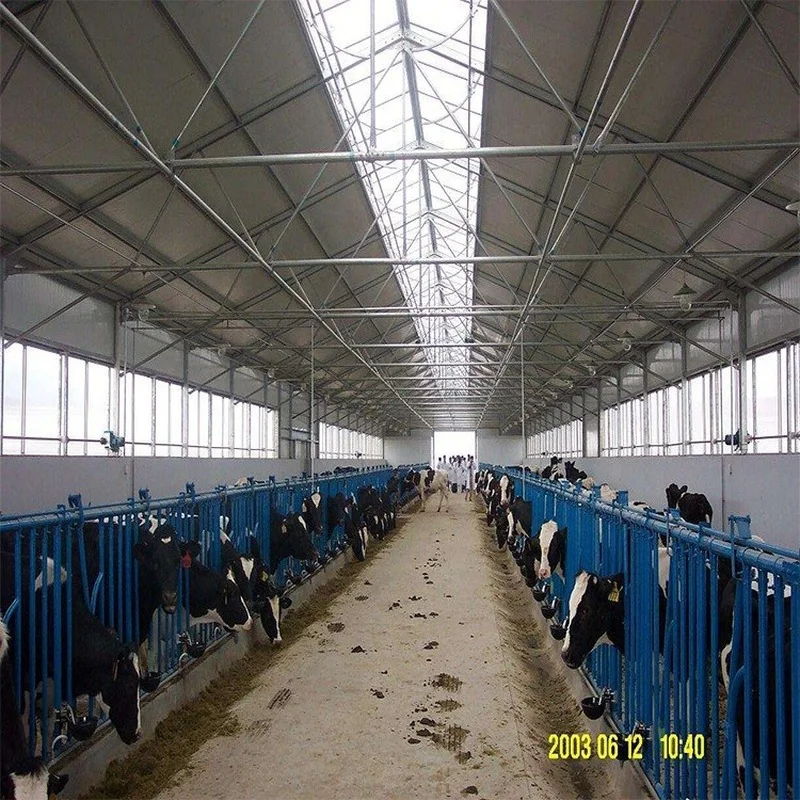 PrefabricatedDairyHouseSteelStructureHangarForCowFarm.jpg