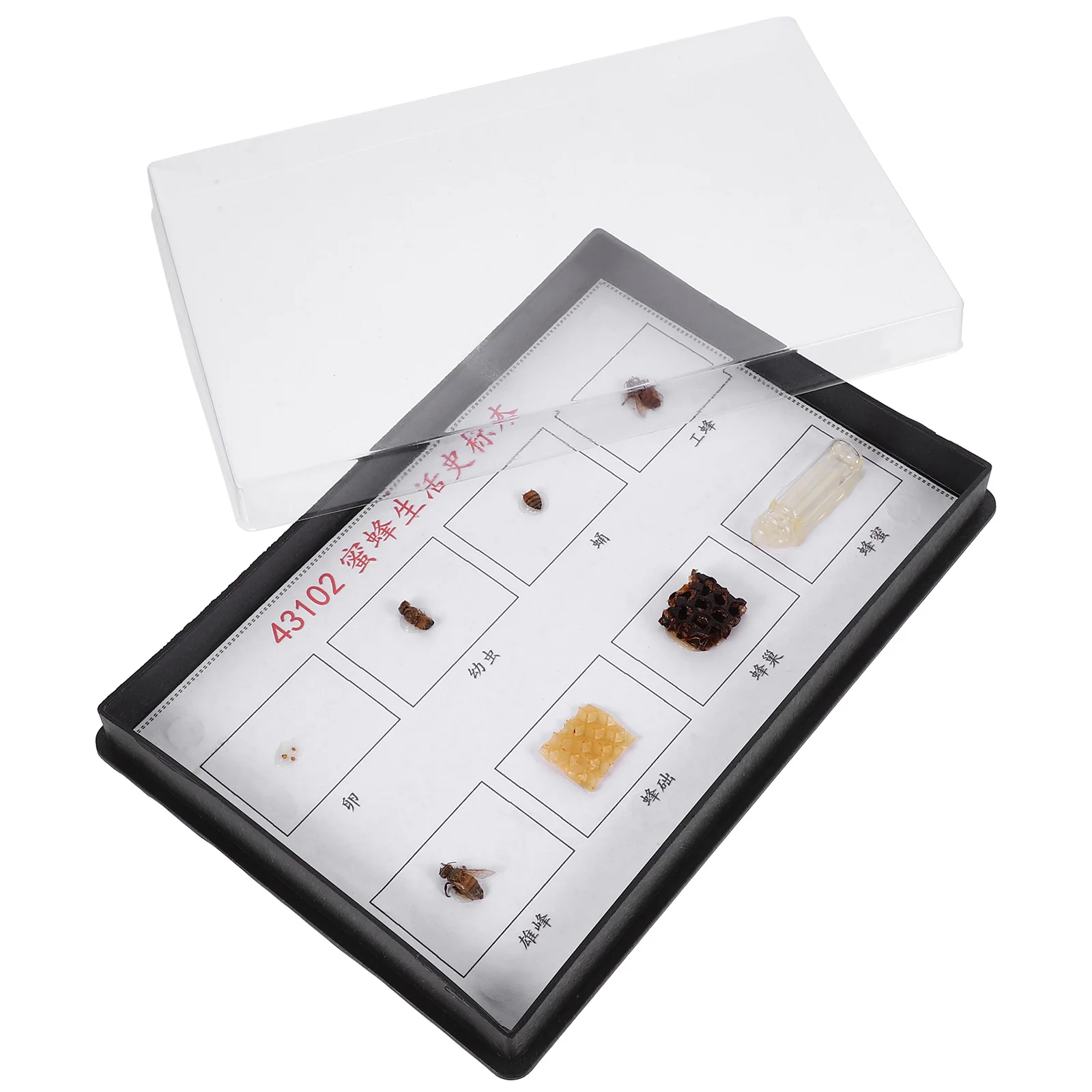 

Bee Specimen Lifecycle for Classroom Bees Scientific Teaching Plant Learning Educational Wood Display Tool