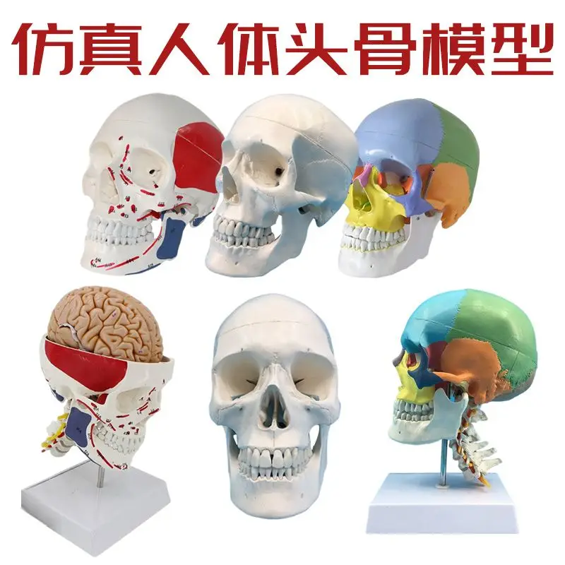 Life-Size Human Skull Model 1