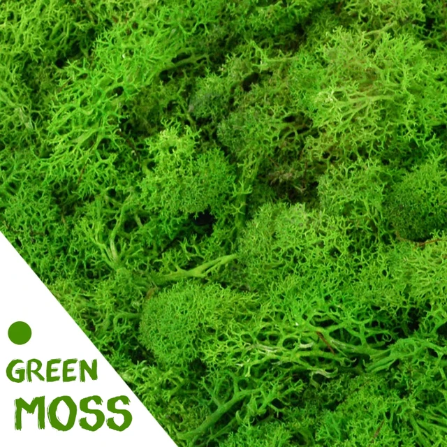 100g Simulation Artificial Moss Green Preserved Moss Grass Fake Plant Home  Wall Garden Decor Micro Landscape Material DIY Crafts - AliExpress