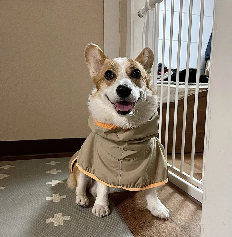 Puppy Raincoat