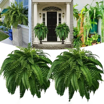 UV Resistant Boston Fern 1