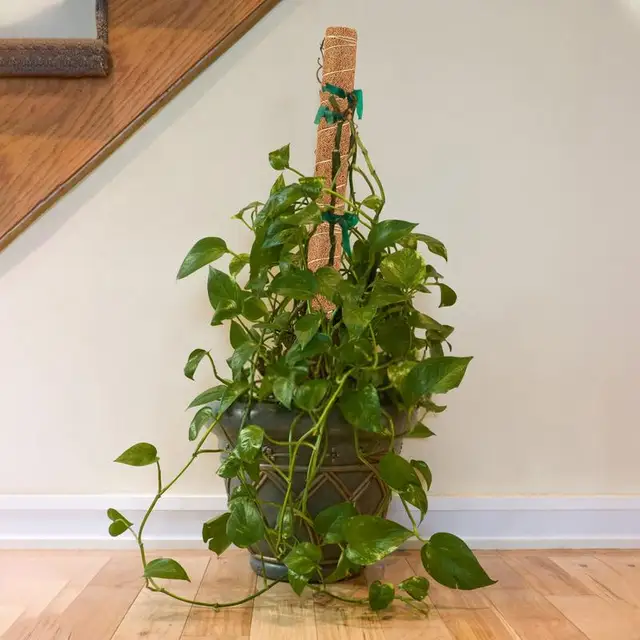 Moss Pólus Hajlítható Növényi Támogatás Meghosszabbítása A Monstera Növény Újrahasznosítható Mászó Pólusú Moha -Botja Növények Támogatásához - Image 5