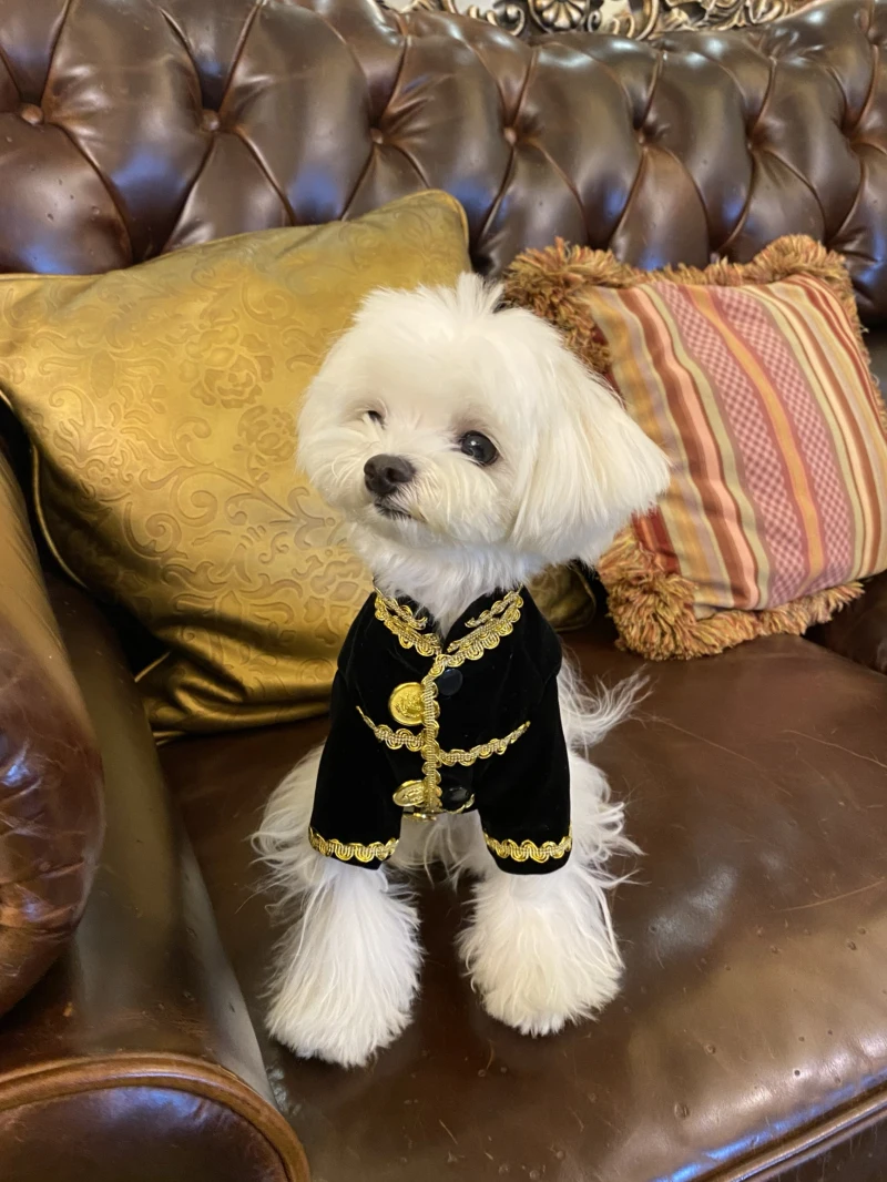 

Original cat and dog French men's black velvet male dog dress Teddy Bichon Pomeranian handmade custom clothes