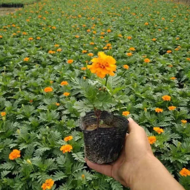 50Db Puha Műanyag Palánták Tál Óvoda Lélegző Edények Termesztése Táska Virág Zöldségkertészeti Szerszámok Kiegészítők - Image 5