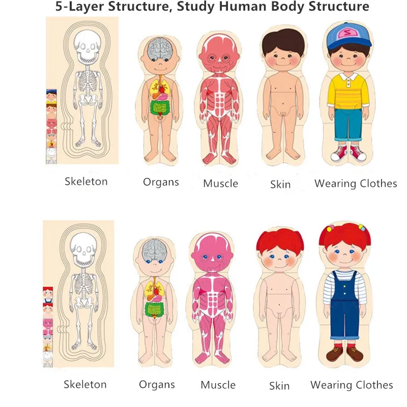 Wooden Human Body Puzzles for Toddlers 28 Piece Anatomy Puzzle Skeleton Human Body for Kids Educational Learning Preschool Toys 4