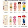 Wooden Human Body Puzzles for Toddlers 28 Piece Anatomy Puzzle Skeleton Human Body for Kids Educational Learning Preschool Toys 4